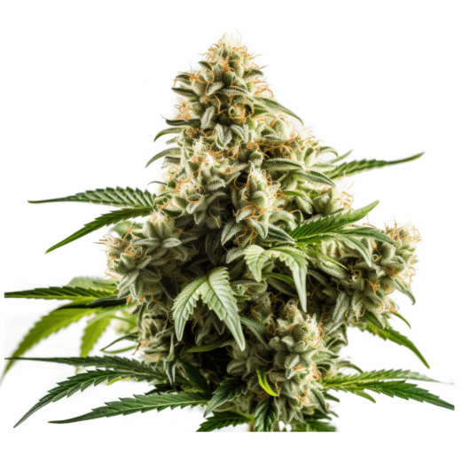 White Dwarf Strain