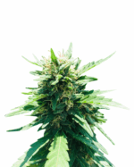 White Dwarf Strain Feminized Cannabis Seeds