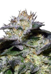 White Fire OG Fast Version Cannabis Seeds