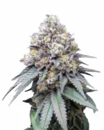 White Rhino Strain Feminized Cannabis Seeds