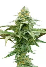 White Runtz Strain Autoflowering Cannabis Seeds