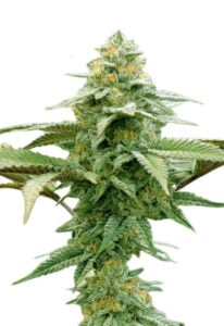 White Runtz Strain Autoflowering Cannabis Seeds