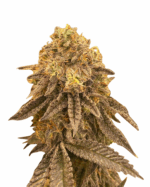 White Strawberry Skunk Strain Feminized Cannabis Seeds