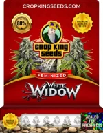 White Widow Strain