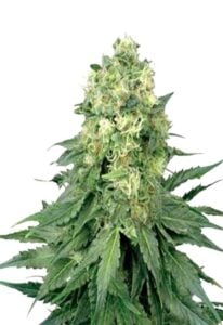 White Widow Regular Cannabis Seeds