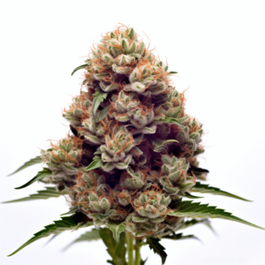 Yumbolt Strain Autoflowering Cannabis Seeds