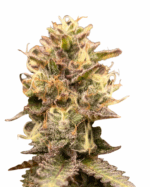 Yumbolt Strain Feminized Cannabis Seeds