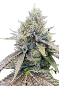Zkitllez Autoflower Cannabis Seeds