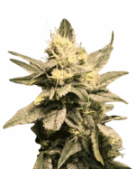 Zkittlez Strain Feminized Cannabis Seeds