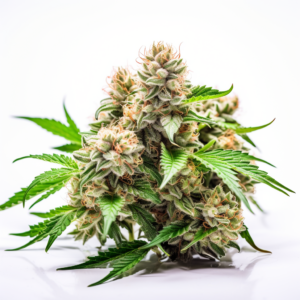 Zodiac Strain Autoflowering Fast Version Cannabis Seeds
