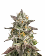 Zombie D.F. Strain Feminized Cannabis Seeds