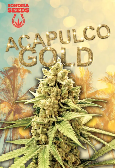 Acapulco Gold Feminized