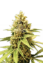 Acapulco Gold Feminized Cannabis Seeds - Rocket Seeds