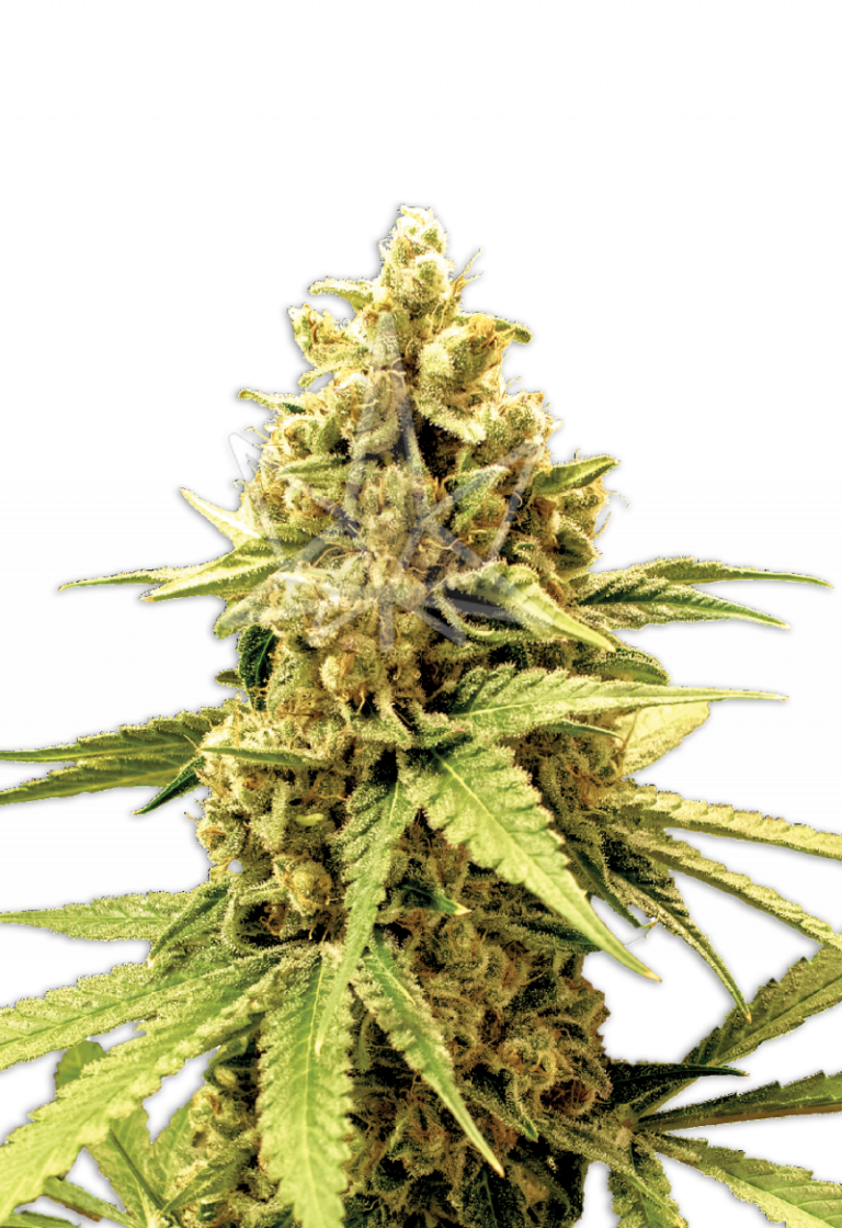 Acapulco Gold Feminized Cannabis Seeds Rocket Seeds   Acapulco Gold Feminized Seeds 800x1166 1 768x1119 