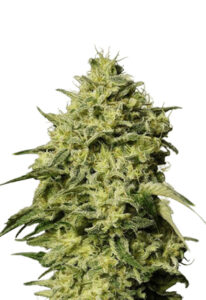 Amnesia Autoflower Marijuana Seeds