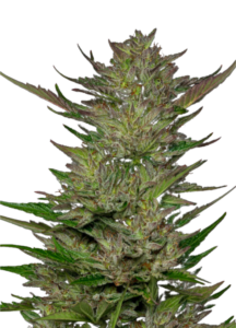 Area 51 Fruitz Feminized Cannabis Seeds