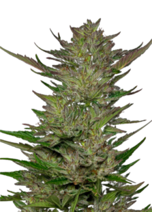 Shop Area 51 Fruitz Feminized Cannabis Seeds | Rocket Seeds