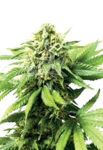 Auto Critical CBD Cannabis Seeds