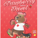 beaverseeds strawberrydiesel