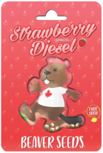 beaverseeds strawberrydiesel
