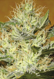Black Mamba CBD Cannabis Seeds
