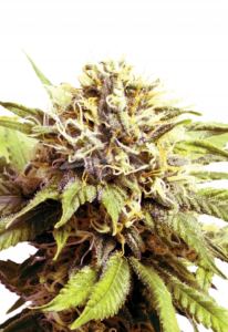 Blueberry OG Feminized Cannabis Seeds
