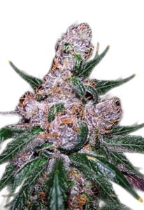 Blueberry Regular Cannabis Seeds