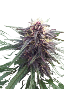 Blue Mylk Feminized Marijuana Seeds