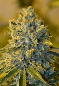 Bruce Banner #3 Feminized Seeds
