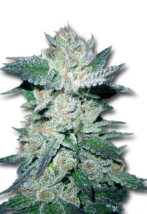 Bubba Kush Feminized Marijuana Seeds - Rocket Seeds