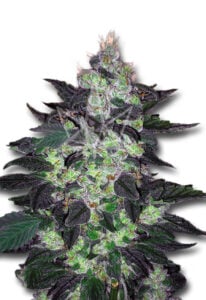 Candy Cane Strain Autoflowering Cannabis Seeds