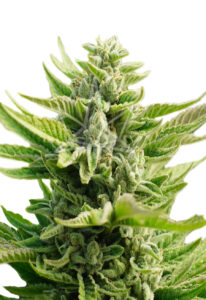 CB Diesel CBD Feminized Cannabis Seeds