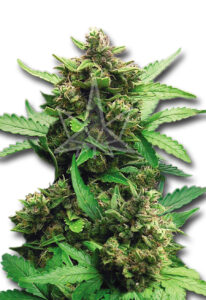 CB Cheese Autoflower Cannabis Seeds