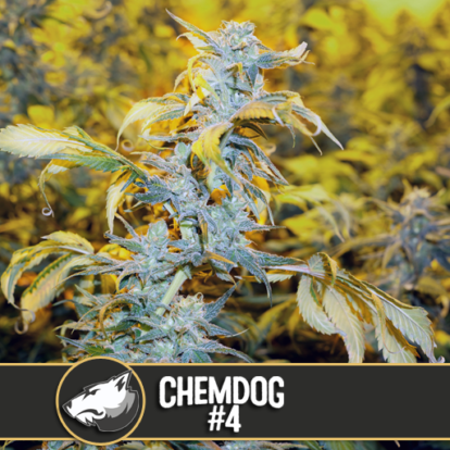 chem dog 4 Cannabis Seeds