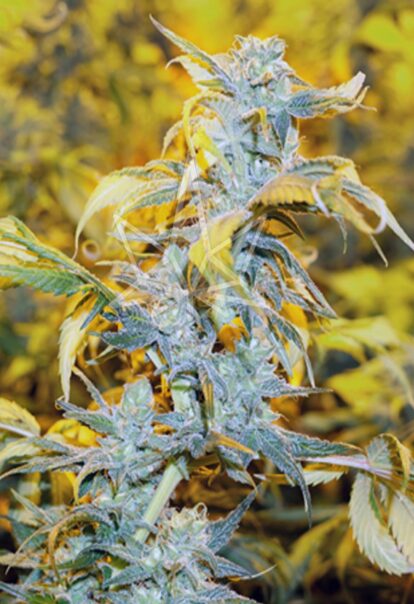 chemdog4 feminized seeds