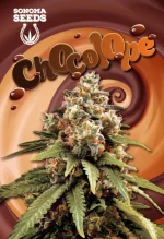 Chocolope Strain Feminized
