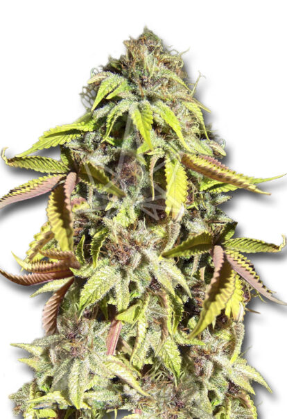 crown royale feminized seeds opt