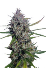 Diesel Berry Strain Autoflowering Cannabis Seeds 