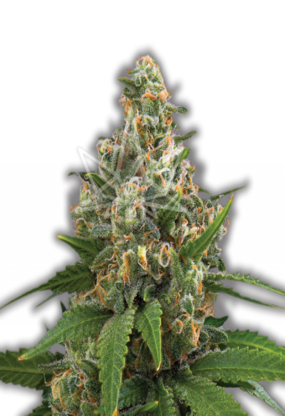 girl scout feminized seeds 800x1166 1