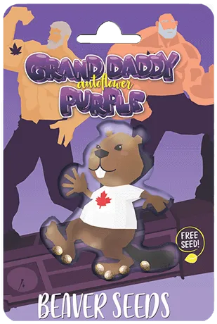 Grandaddy Purple Strain Autoflowering