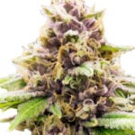 Grandaddy Purple Autoflowering Marijuana Seeds
