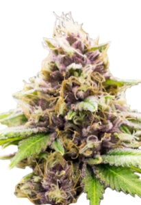 Grandaddy Purple Autoflowering Marijuana Seeds