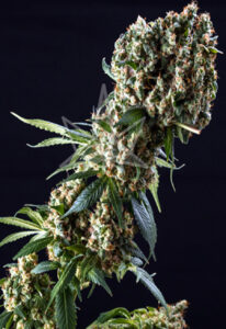 Grandaddy Purple Feminized Cannabis Seeds