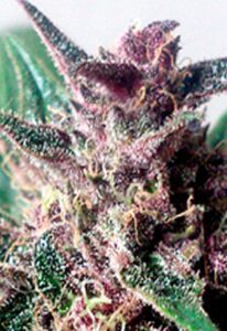 Grizzly Purple Autoflower Marijuana Seeds
