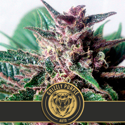 grizzly purple auto Cannabis Seeds