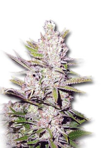 Haze Xtreme Regular Cannabis Seeds