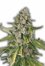 Jack Herer Strain Feminized Cannabis Seeds
