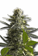 Jack Herer Autoflower Feminized Cannabis Seeds