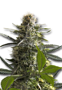 Jack Herer Autoflower Feminized Cannabis Seeds
