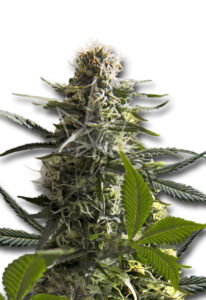 Jack Herer Autoflower Marijuana Seeds
